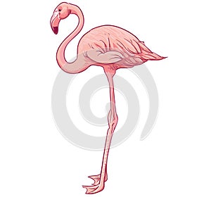 Pink flamingo photo