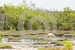 A pink flamingo arches it`s neck in a marsh against green trees on the island of Bonaire in the Caribbean