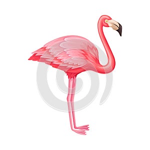 Pink Flamingo as Warm-blooded Vertebrates or Aves Vector Illustration photo