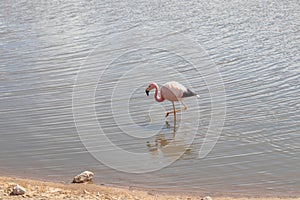 Pink Flamingo Atacama Chile