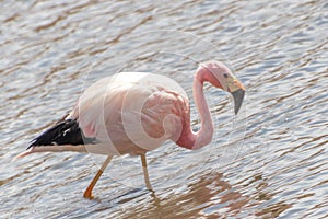 Pink Flamingo Atacama Chile