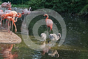 Pink flamingo with baby flamingos in water.