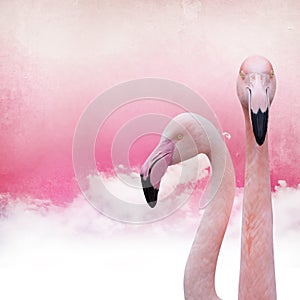 Pink flamingo background