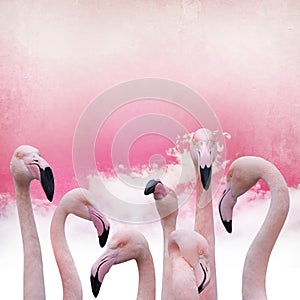 Pink flamingo background