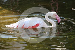 Pink Flamingo Bathing