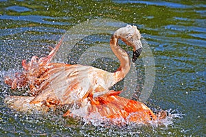 Pink flamingo bathing