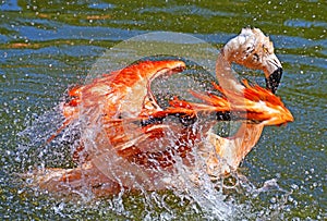 Pink flamingo bathing