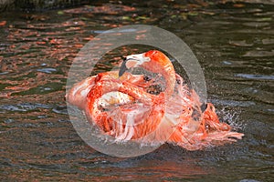 Pink Flamingo Bathing & Splashing