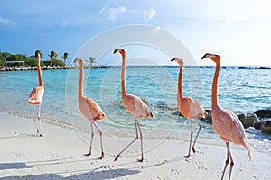 Pink flamingo on the beach, Aruba island photo