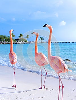 Pink flamingo on the beach