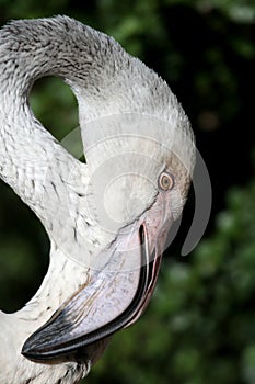 Pink Flamingo Beak