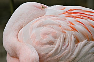 Pink Flamingo With Beak Tucked Into Feathers