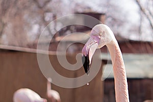 Pink flamingo. Beautiful birds in the city park on a sunny day