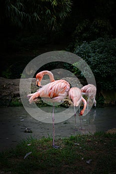 Pink flamingo besides a lake, green forest on a background. Parco Natura Viva.