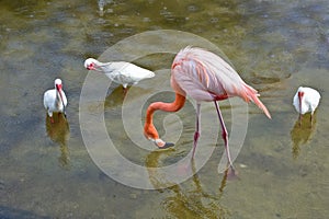 Pink Flamingo bird