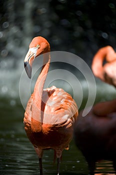 Pink Flamingo bird