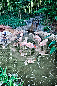 Pink flamingo bird bathing in the sun