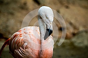 Pink flamingo bird bathing in the sun