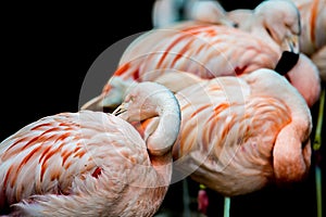 Pink flamingo bird bathing in the sun