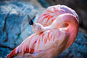 Pink flamingo bird bathing in the sun