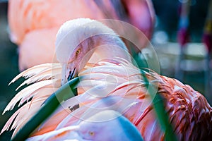 Pink flamingo bird bathing in the sun