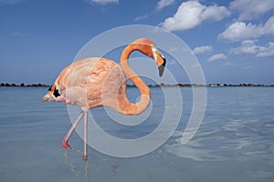 Pink flamingo bird in blue water on a blue sky in a tropical surrounding with space for copy