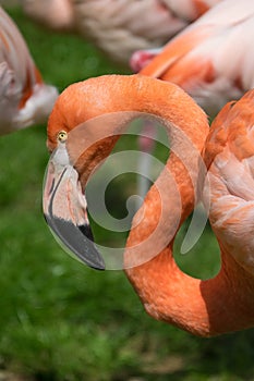 Pink flamingo bird close up