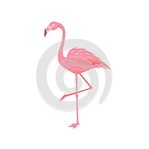 Pink flamingo bird isolated on a white background