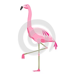 Pink flamingo bird over white background