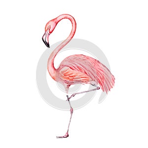 Pink flamingo bird painting. Isolated on white background. Hand drawn illustration element. For exotic tropical designs, cards,