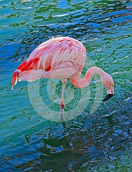 Pink flamingo bird Palm Desert Marriott