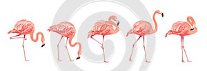 Pink Flamingo Bird Set Tropical Wild Beautiful Exotic Symbol Flat Design Style Isolated on White Background. Vector