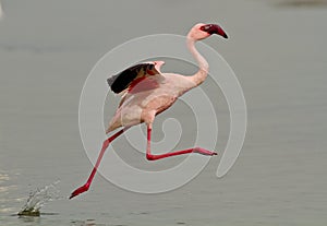 Pink flamingo bird