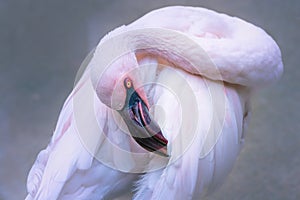 Pink flamingo bird with tilted head