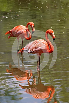 Pink flamingo birds photo