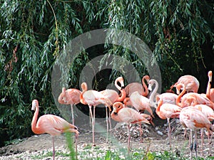 Pink flamingo birds