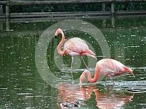 Pink flamingo birds