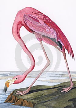 Pink Flamingo from Birds of America 1827 by John James Audubon. Adult coloring page