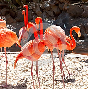 Pink flamingo birds. Gran Canaria, Canary Islands, Spain