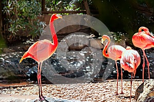 Pink flamingo birds. Gran Canaria, Canary Islands, Spain