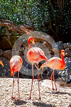 Pink flamingo birds. Gran Canaria, Canary Islands, Spain