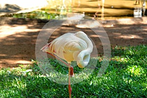 Pink flamingo, from the Birds Park, Foz do Iguazu.