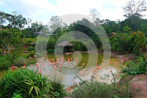 Pink Flamingo birds in the pond