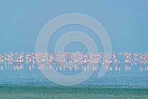 Pink flamingo birds at Sambhar Salt Lake in Rajasthan. India