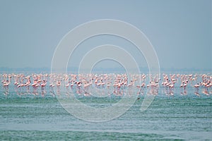 Pink flamingo birds at Sambhar Salt Lake in Rajasthan. India