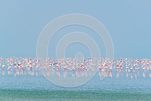 Pink flamingo birds at Sambhar Salt Lake in Rajasthan. India