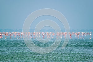 Pink flamingo birds at Sambhar Salt Lake in Rajasthan. India