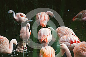 Pink flamingo birds standing in water