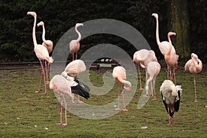 pink flamingo birds, type of wading bird in the family Phoenicopteridae