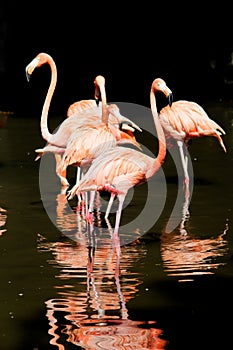 Pink flamingo birds in water